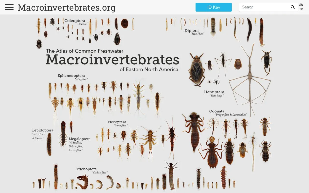 Macroinvertebrates homepage screenshot